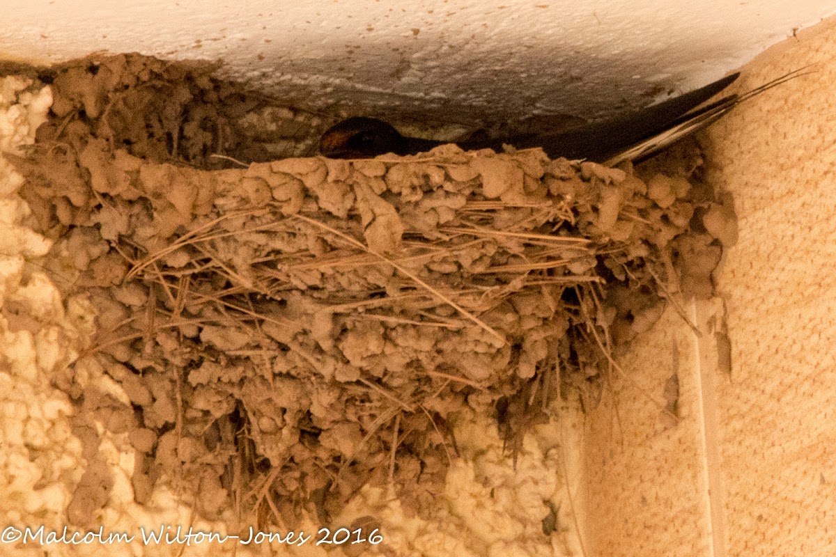 Barn Swallow; Golondrina Común