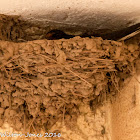 Barn Swallow; Golondrina Común