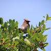 Cedar waxwing