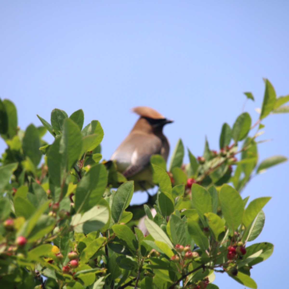 Cedar waxwing