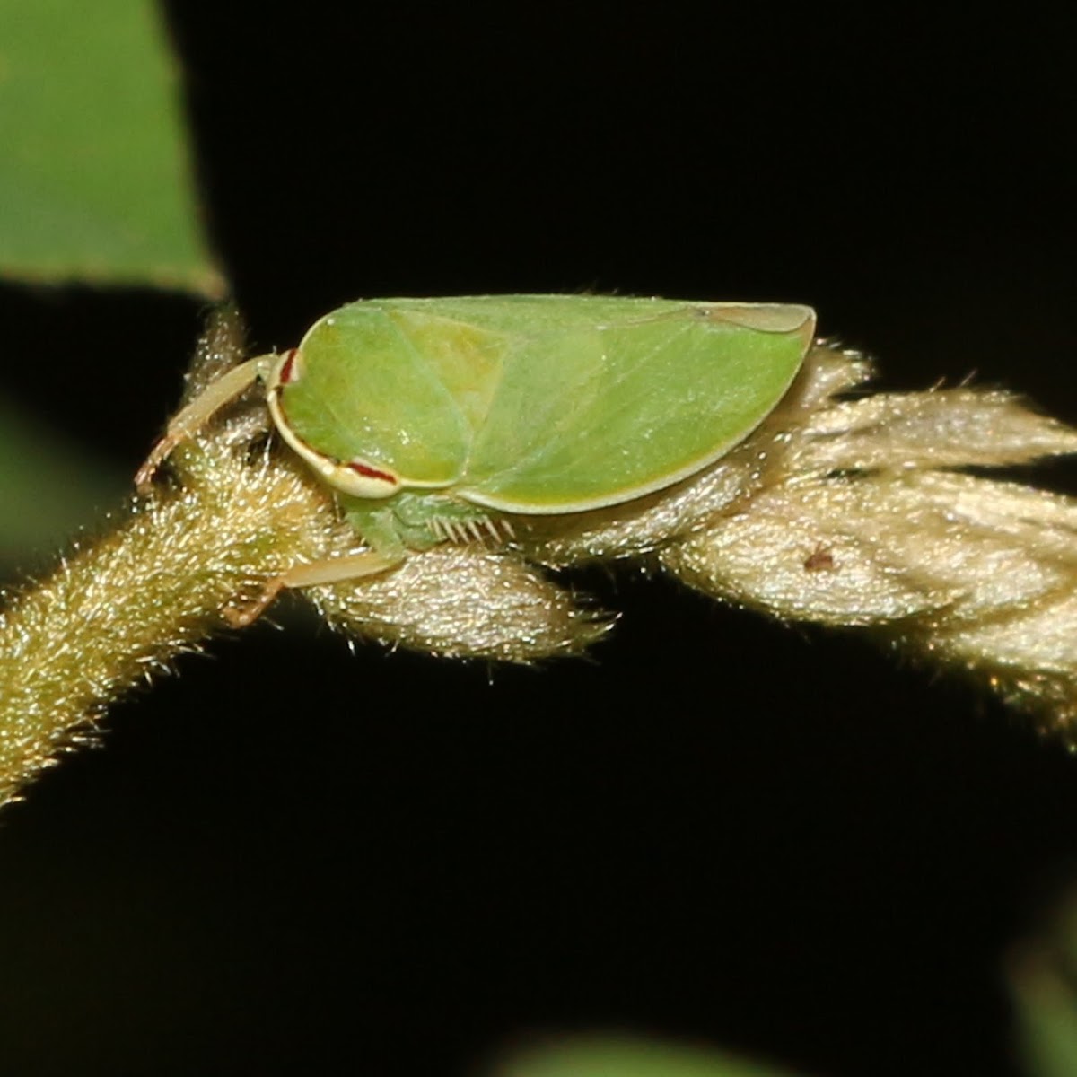 Leafhopper