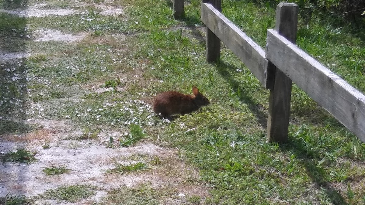 Swamp rabbit