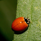 Asian lady beetle