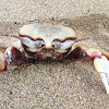 Horn-eyed Ghost Crab, Horned Ghost Crab