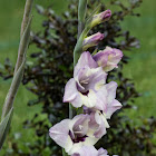 Gladiola