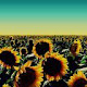 Sunflower - New Tab in HD