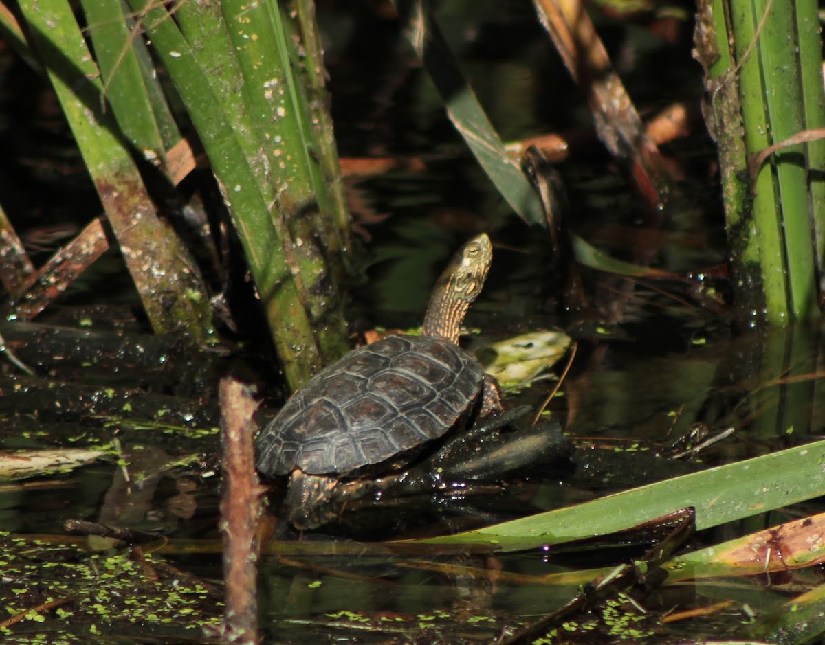 Spanish pond turtle