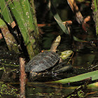 Spanish pond turtle