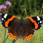 Red Admiral