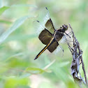 Widow Skimmer Dragonfly