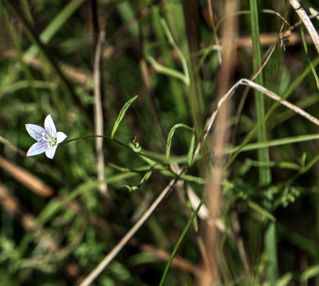 Marsh Bellflower