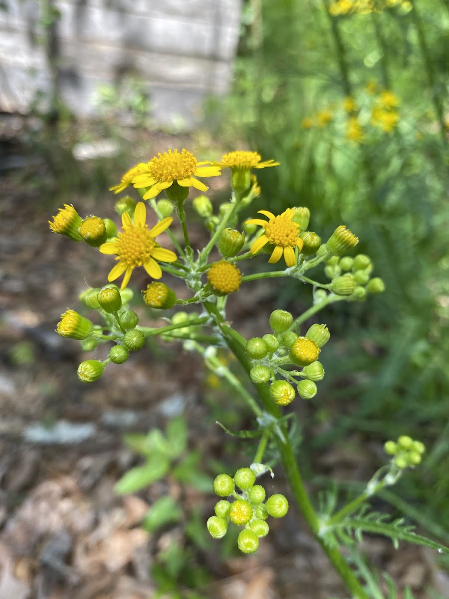 Ragwort