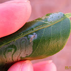 larva minadora do citrus