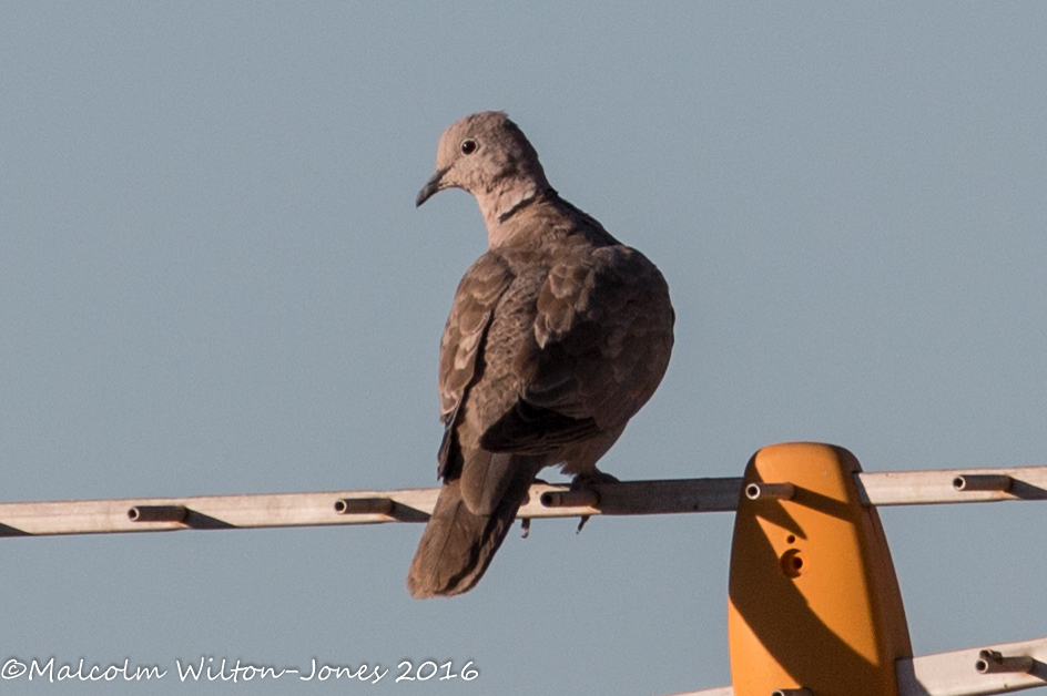 Collared Dove; Tórtola Turca