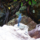 Blue Rock Thrush