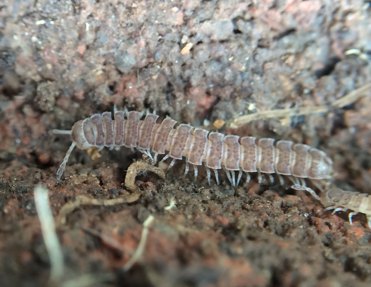 Flat-backed Millipede