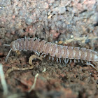 Flat-backed Millipede