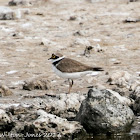 Little Ringed Plover; Chorlitejo Chico