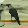 House Crow