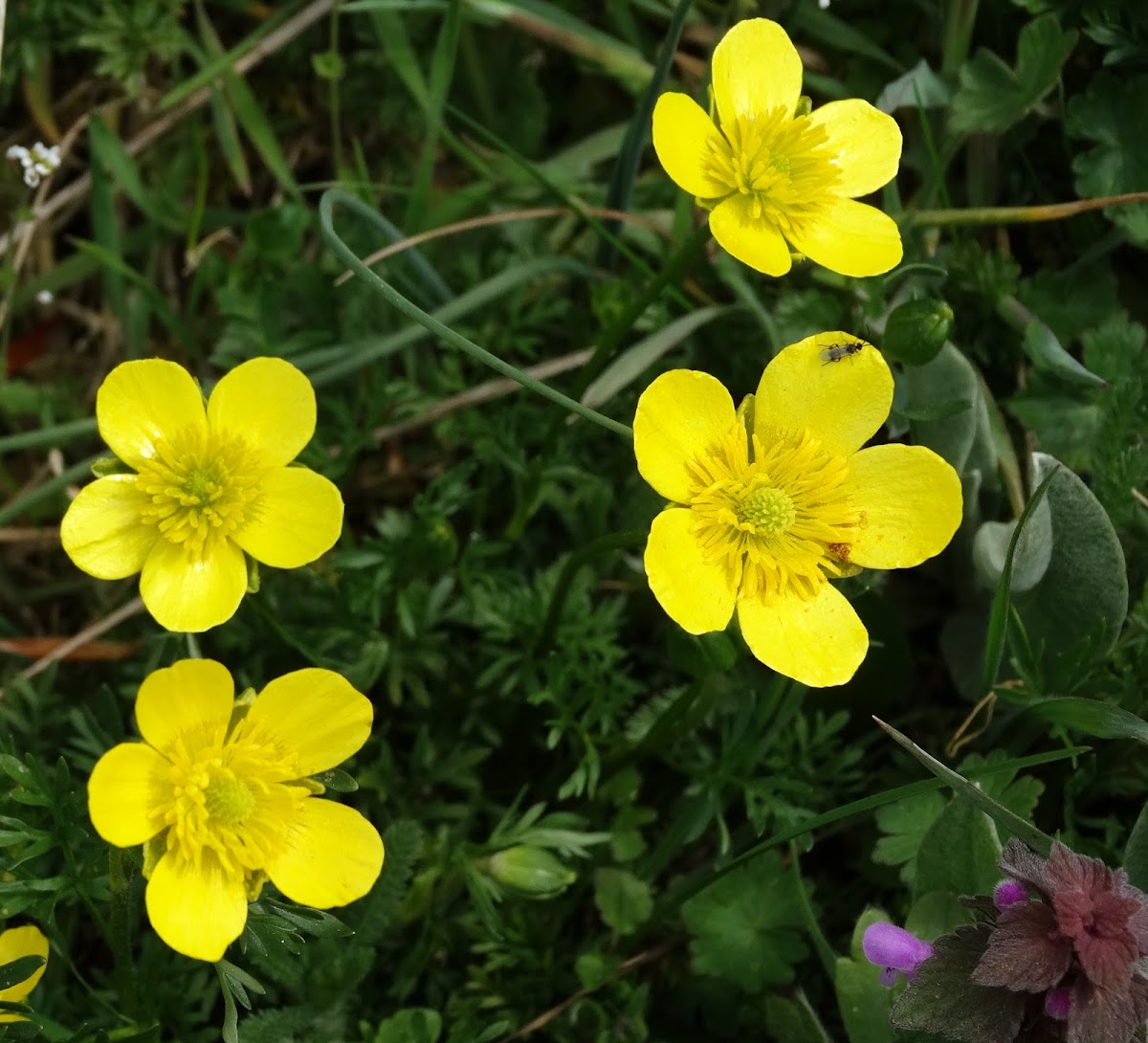 Thousand-leaf Buttercup