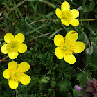 Thousand-leaf Buttercup