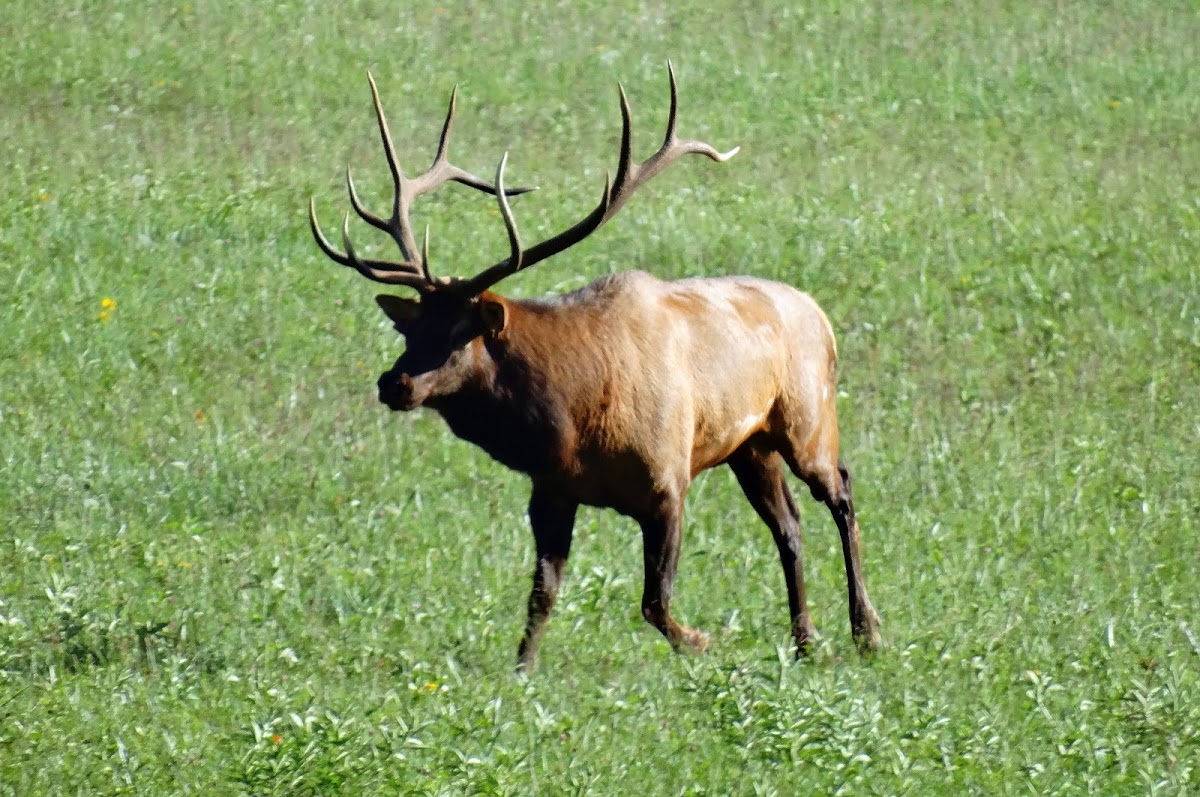 Elk