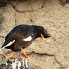 Great Myna