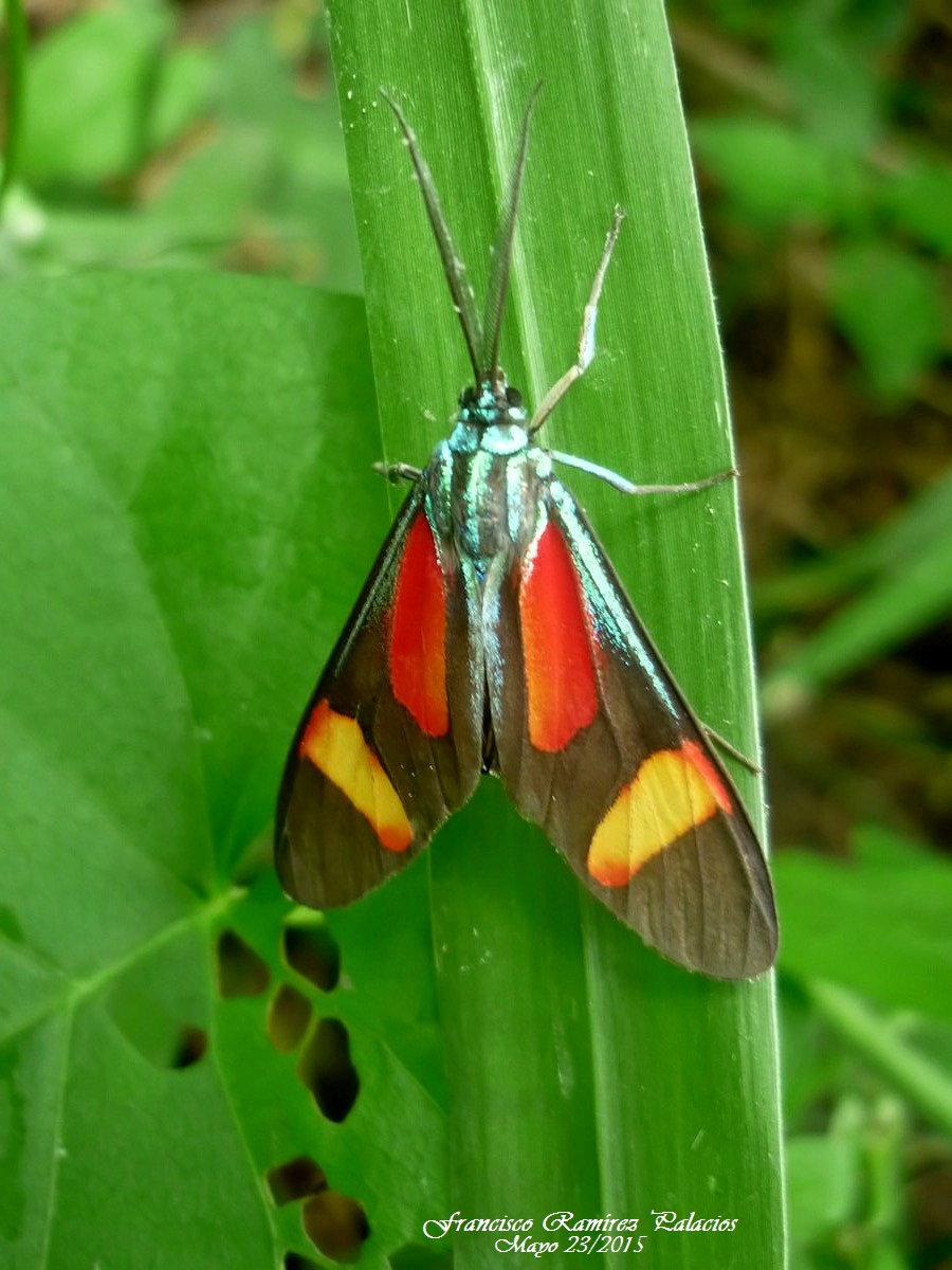 Metalmark Moth