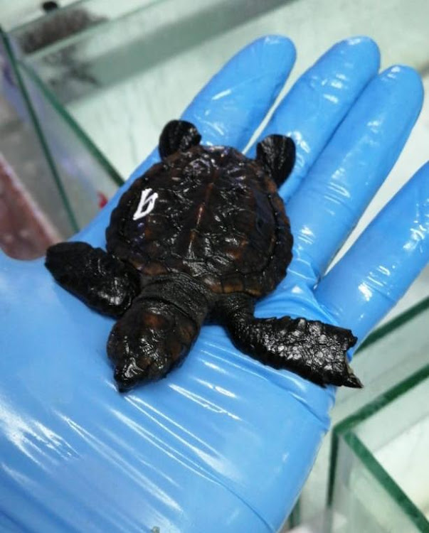 FIESTY FELLOW: Roofus, who has a chunk missing from one of his flippers, is recovering at Bayworld