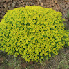 Jerusalem spurge