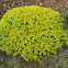 Jerusalem spurge