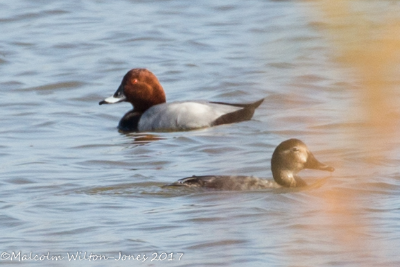 Pochard