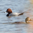 Pochard