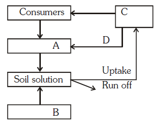 Phosphorus cycle