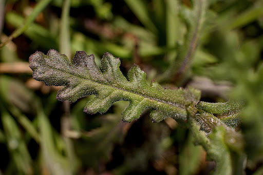 Senecio lividus