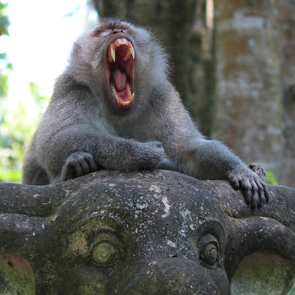 Crab-eating macaque - Wikipedia