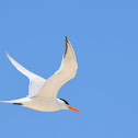 Royal Tern