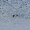 Great Northern Loon