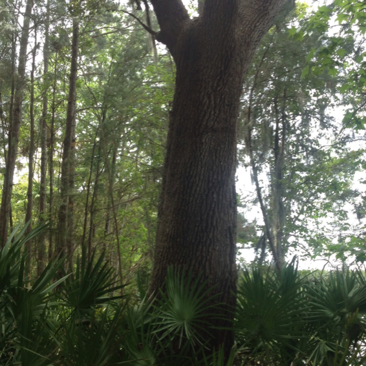 Southern Live Oak