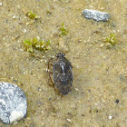 Shore Bug