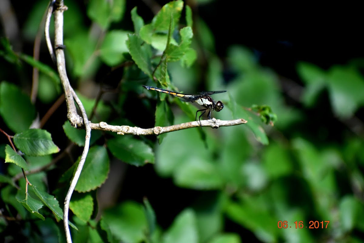 Bar-winged Skimmer