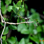 Bar-winged Skimmer