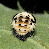 Twenty-Spotted Lady Beetle Emerging