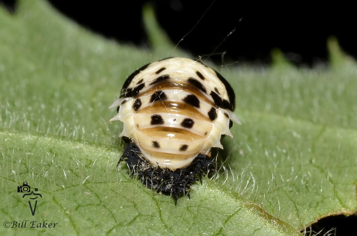 Twenty-Spotted Lady Beetle Emerging