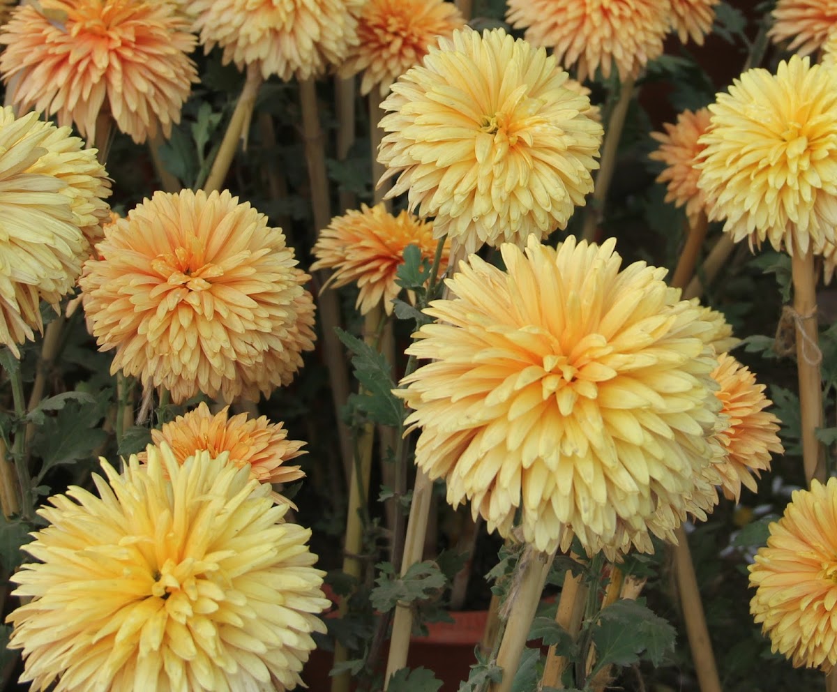 Chrysanths