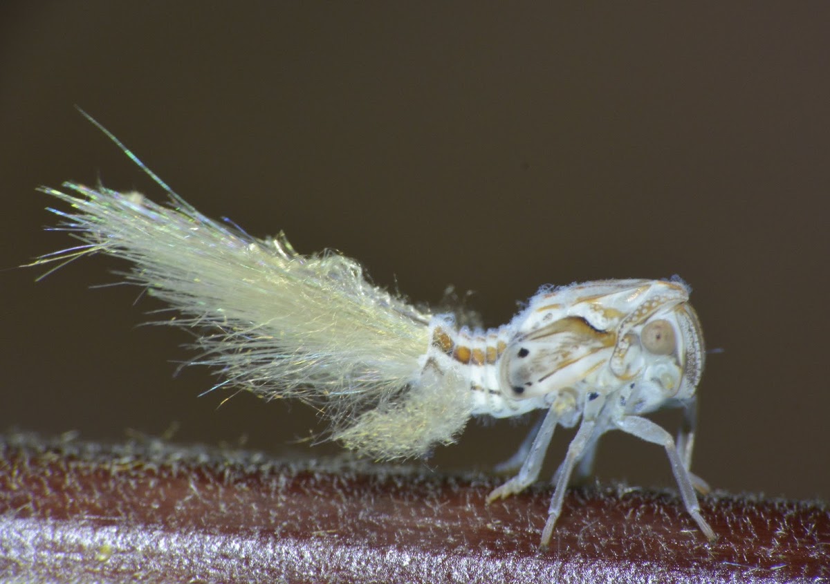 Nymph of Hopper