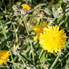 Turkish Hawksbeard