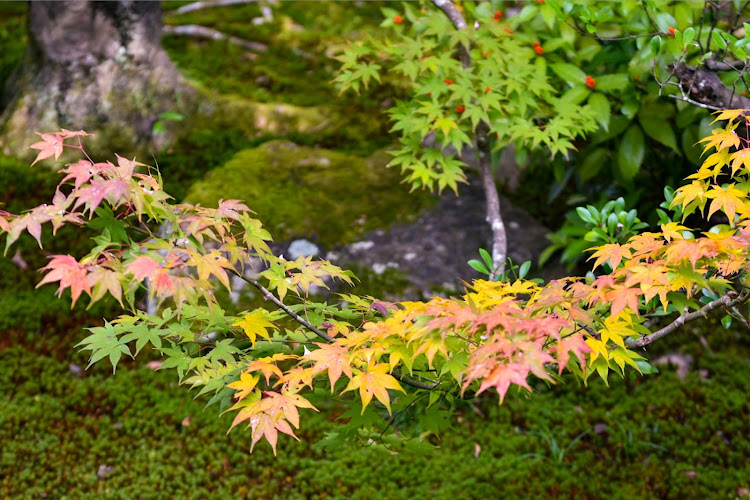 アルトワークスの紅葉を見に行こうよう・京都紅葉便り・2021ベストショット・7月にエントリーしますに関するカスタム事例の投稿画像22枚目