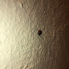 Lady bird beetle