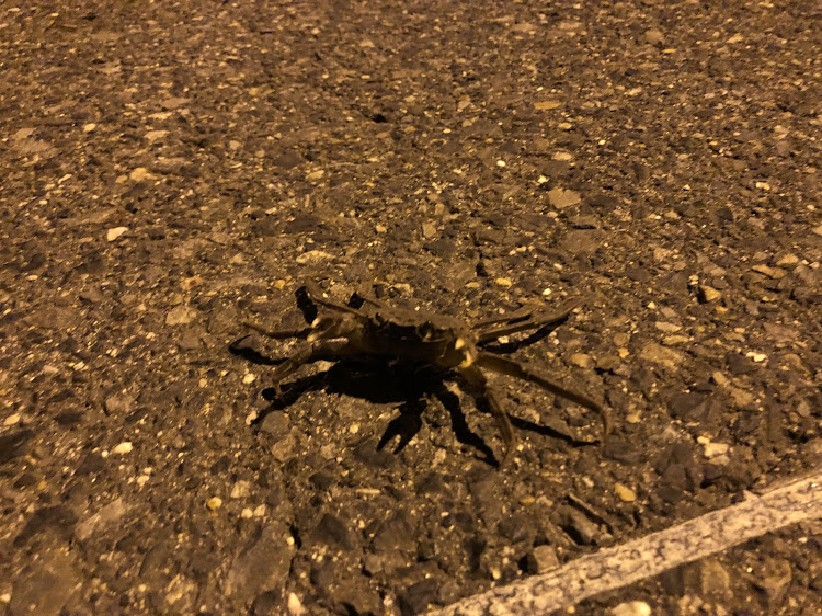 86のナイトミーティング・86BRZ・エリーゼ・エアポートウォーク名古屋・エアポミッドナイトに関するカスタム事例の投稿画像4枚目